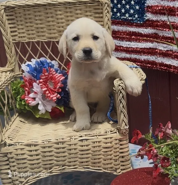 Mack  – Labrador Retriever puppy for sale in Springfield, MO
