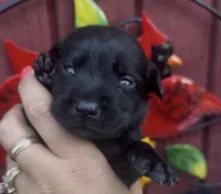 Millie, a female Chow Chow and Labrador Retriever for sale in Springfield, MO – 4 of 10