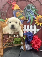 Ginnie , a female Labrador Retriever for sale in Springfield, MO – 3 of 6