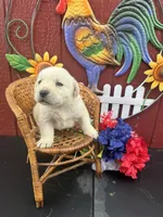 Mack , a male Labrador Retriever for sale in Springfield, MO – 4 of 5