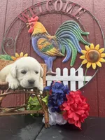 Gorge , a male Labrador Retriever for sale in Springfield, MO – 4 of 8