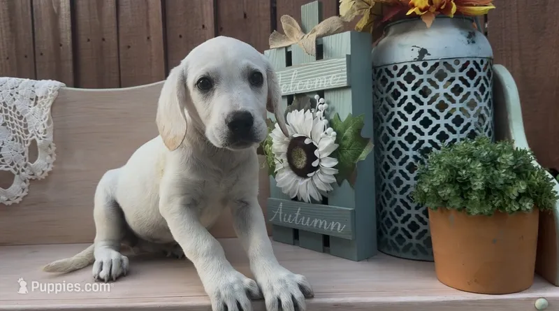 Izzy – Labrador Retriever puppy for sale in Springfield, MO