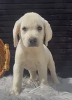 Sissy, a female Labrador Retriever for sale in Springfield, MO – 6 of 8