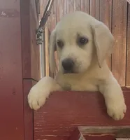 Sissy, a female Labrador Retriever for sale in Springfield, MO – 3 of 8