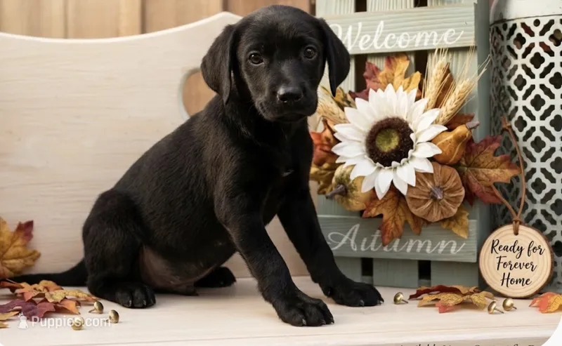 Millie – Chow Chow, Labrador Retriever puppy for sale in Springfield, MO