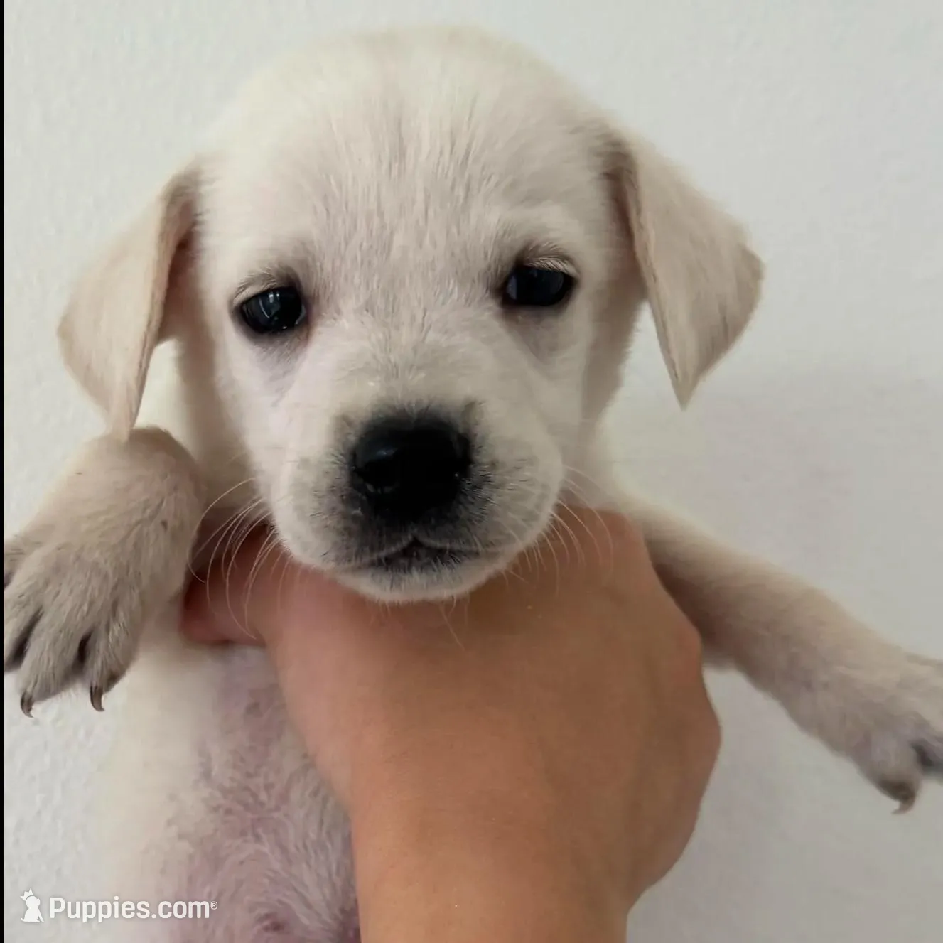 Linda, a female Labrador Retriever for sale in Springfield, MO – Photo 2 of 9
