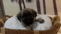 Wilma, a female Chow Chow and Labrador Retriever for sale in Springfield, MO – 10 of 10