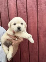 Ginnie , a female Labrador Retriever for sale in Springfield, MO – 2 of 6