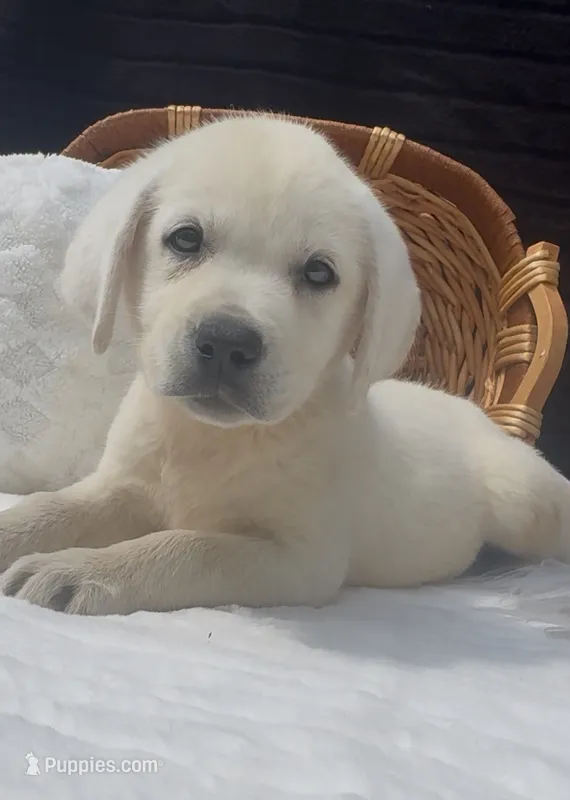 Presley – Labrador Retriever puppy for sale in Springfield, MO