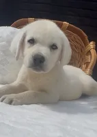 Presley, a female Labrador Retriever for sale in Springfield, MO – 1 of 10