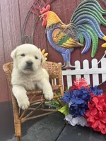 Baby, a female Labrador Retriever for sale in Springfield, MO – 8 of 9