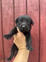 Aspen, a female Labrador Retriever for sale in Springfield, MO – 6 of 6