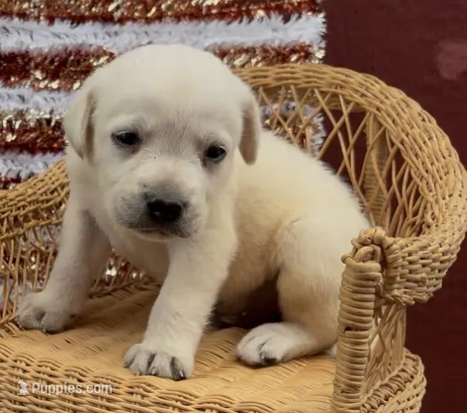 Birch – Chow Chow, Labrador Retriever puppy for sale in Springfield, MO