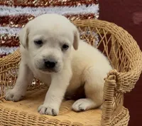 Birch, a male Chow Chow and Labrador Retriever for sale in Springfield, MO – 1 of 5