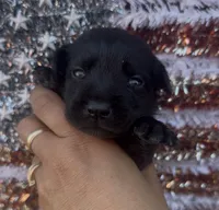 Millie, a female Chow Chow and Labrador Retriever for sale in Springfield, MO – 5 of 10