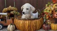 Sunny , a female Labrador Retriever for sale in Springfield, MO – 3 of 8