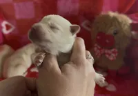 Jamie, a male Labrador Retriever for sale in Springfield, MO – Photo 6 of 8