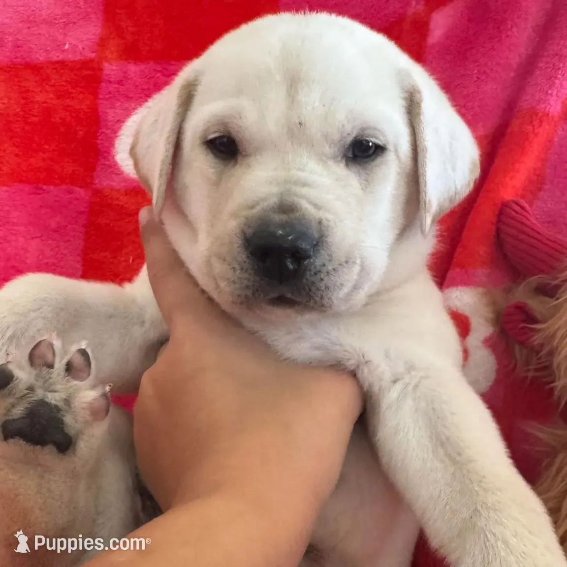 Jamie, a male Labrador Retriever for sale in Springfield, MO – Photo 4 of 8