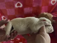 Jamie, a male Labrador Retriever for sale in Springfield, MO – Photo 7 of 8