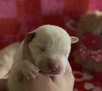 Jamie, a male Labrador Retriever for sale in Springfield, MO – Photo 5 of 8