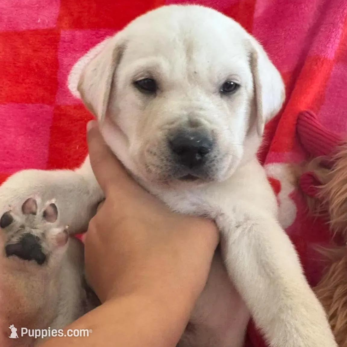 Jamie, a male Labrador Retriever for sale in Springfield, MO – Photo 2 of 8