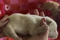 Jamie, a male Labrador Retriever for sale in Springfield, MO – Photo 8 of 8