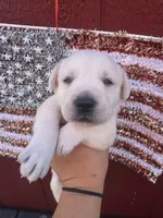 Max, a male Labrador Retriever for sale in Springfield, MO – 9 of 10