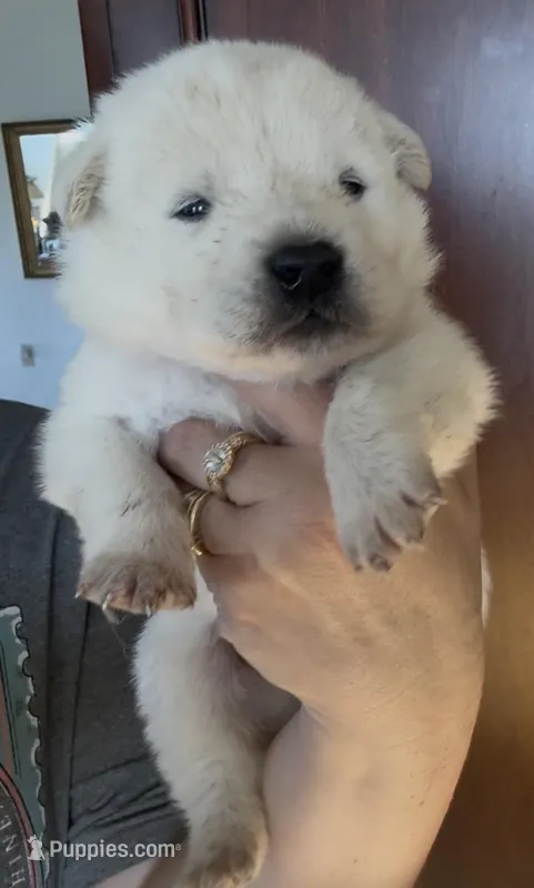 Chester – Labrador Retriever puppy for sale in Springfield, MO