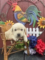 Ginnie , a female Labrador Retriever for sale in Springfield, MO – 5 of 6