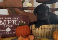 Rusty, a male Labrador Retriever for sale in Springfield, MO – 2 of 10