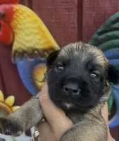 Wilma, a female Chow Chow and Labrador Retriever for sale in Springfield, MO – 4 of 10
