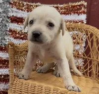 Autumn, a female Chow Chow and Labrador Retriever for sale in Springfield, MO – 2 of 3