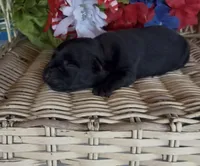 Rusty, a male Labrador Retriever for sale in Springfield, MO – 5 of 5