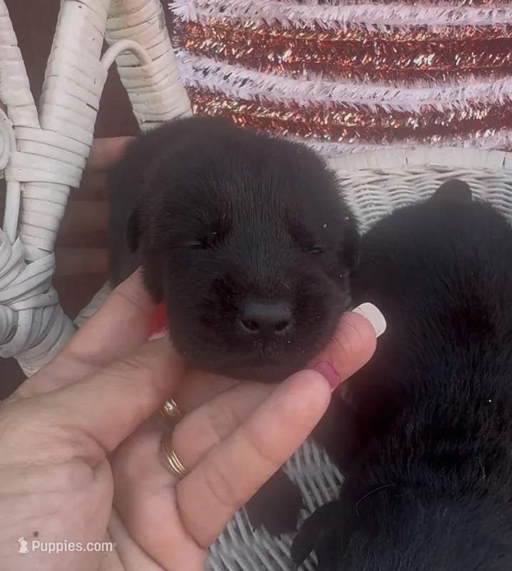 Sheriff  – Labrador Retriever puppy for sale in Springfield, MO
