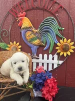 Gorge , a male Labrador Retriever for sale in Springfield, MO – 8 of 8