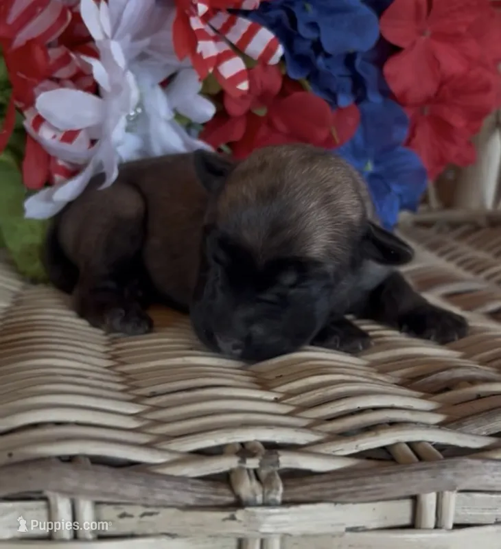 Wilma – Chow Chow, Labrador Retriever puppy for sale in Springfield, MO