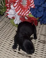 Presley , a female Labrador Retriever for sale in Springfield, MO – 4 of 5