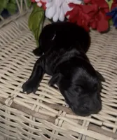 Jackson, a male Labrador Retriever for sale in Springfield, MO – 2 of 4