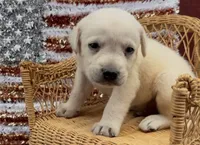 Birch, a male Chow Chow and Labrador Retriever for sale in Springfield, MO – 5 of 5