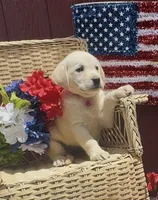 Maggie, a female Labrador Retriever for sale in Springfield, MO – 9 of 10