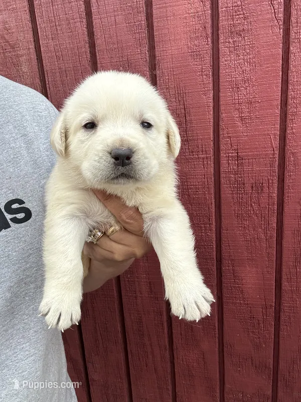 Bud – Labrador Retriever puppy for sale in Springfield, MO