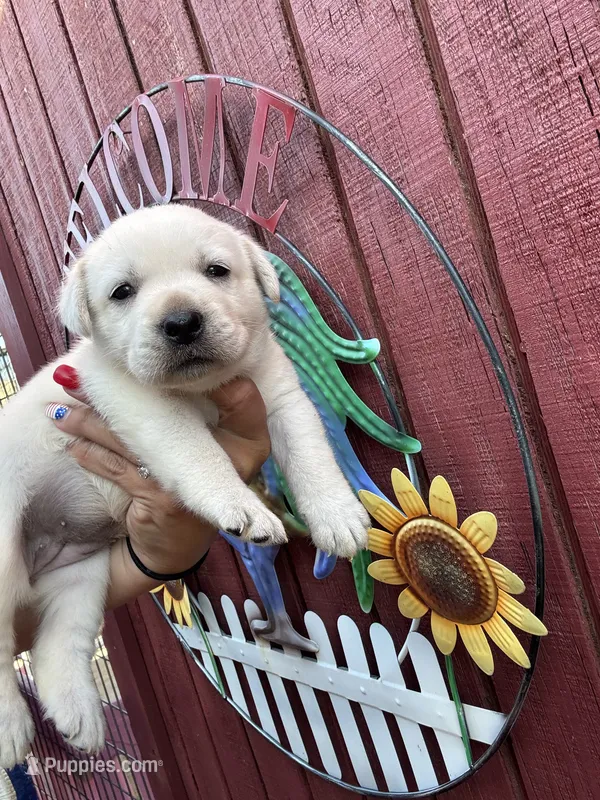 River – Labrador Retriever puppy on hold in Springfield, MO