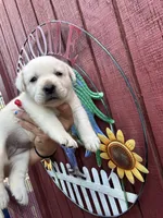 River, a female Labrador Retriever for sale in Springfield, MO – 1 of 9