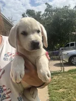 Presley, a female Labrador Retriever for sale in Springfield, MO – 8 of 10