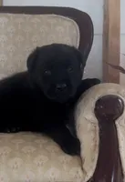 Sally, a female Labrador Retriever for sale in Springfield, MO – 2 of 9