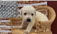 Birch, a male Chow Chow and Labrador Retriever for sale in Springfield, MO – 4 of 5