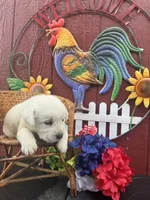 Gorge , a male Labrador Retriever for sale in Springfield, MO – 5 of 8
