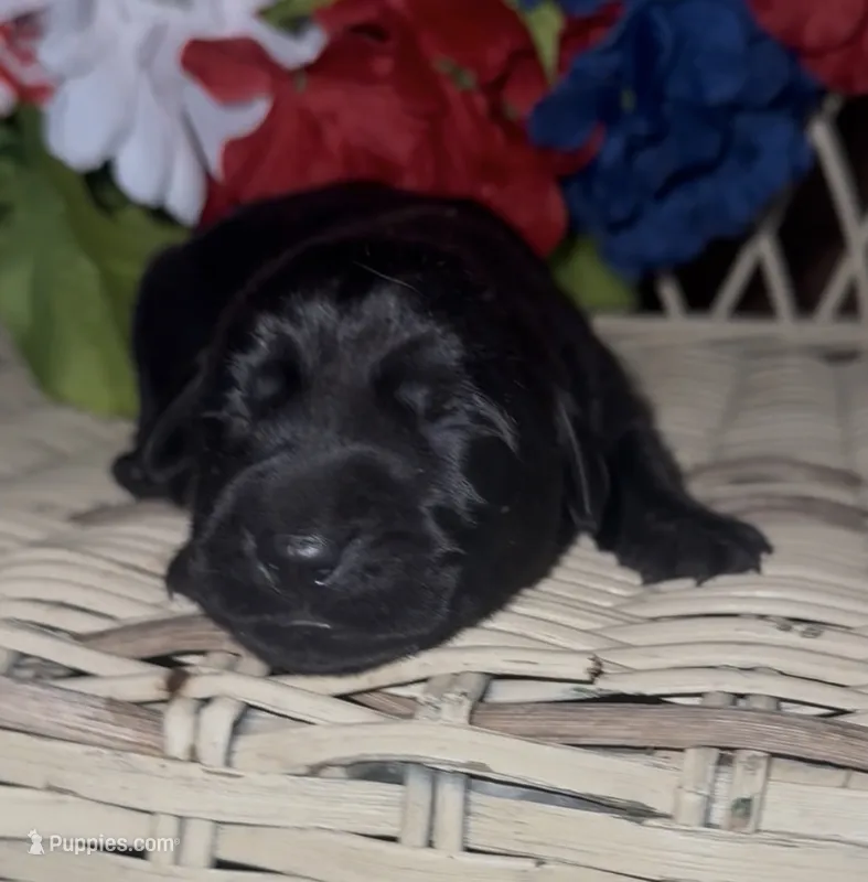 Aspen – Labrador Retriever puppy for sale in Springfield, MO