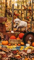 Titus, a male Labrador Retriever for sale in Springfield, MO – 8 of 9