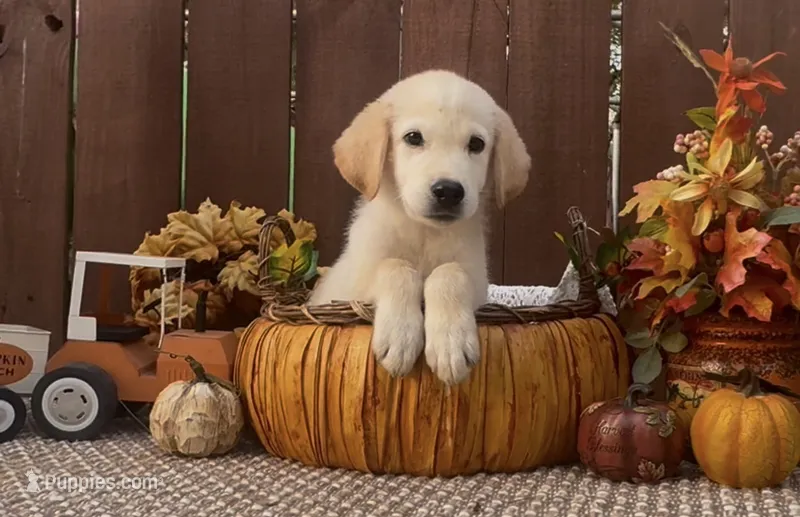 Evan – Labrador Retriever puppy for sale in Springfield, MO